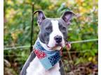 Adopt Ed a Pit Bull Terrier