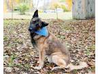 Adopt Lucky a German Shepherd Dog