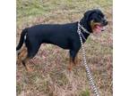 Rottweiler Female