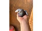 Adopt Tuts a Pigeon