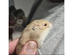 Adopt Sam a Hamster