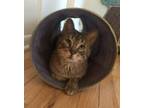 Adopt Finn a Domestic Short Hair, Tabby