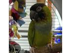 Adopt Guava a Conure