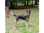 Adopt Boss a Black - with White German Shepherd Dog / Cattle Dog dog in