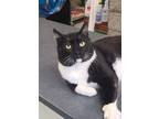 Adopt Tommy a All Black Domestic Shorthair / Domestic Shorthair / Mixed cat in