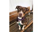 Adopt Tilly a Brown/Chocolate Mixed Breed (Large) / Mixed dog in Oshkosh