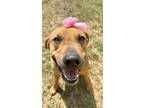 Adopt F23 LG 147 Bex a Brown/Chocolate Black Mouth Cur / Boxer / Mixed dog in La