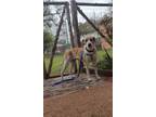 Adopt F23 LG 146 Riley a White Foxhound / Boxer / Mixed dog in La Grange