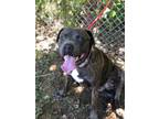 Adopt Munch a Brindle Pit Bull Terrier / Mixed Breed (Large) / Mixed dog in Horn