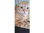 Adopt Danny Boy a Orange or Red Tabby Domestic Shorthair (short coat) cat in