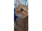 Adopt Leonidas a Orange or Red Tabby Domestic Shorthair (short coat) cat in Long