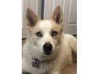 Adopt Yenny a White - with Tan, Yellow or Fawn Siberian Husky / Spitz (Unknown