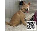 Adopt Dendi a Red/Golden/Orange/Chestnut Golden Retriever / Husky / Mixed dog in