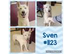Adopt Sven a White Siberian Husky / Husky / Mixed dog in Roswell, GA (37214288)