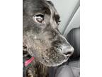 Adopt MAYA a Brindle Labrador Retriever / Mixed dog in Littleton, CO (37214965)