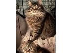 Adopt Daddy a Brown Tabby Maine Coon (long coat) cat in Glencoe, MN (37215011)