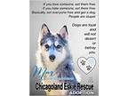 Adopt Max a Merle Husky / Pomeranian / Mixed dog in Elmhurst, IL (37215137)