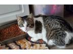 Adopt Tucker a Gray, Blue or Silver Tabby Domestic Shorthair (short coat) cat in