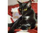 Adopt Phoenix a Black (Mostly) Domestic Shorthair (short coat) cat in
