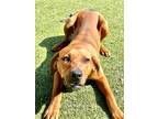 Adopt Homer a Red/Golden/Orange/Chestnut Coonhound / Mixed dog in Port St.