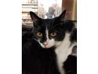 Adopt Felice a Black & White or Tuxedo Domestic Mediumhair (medium coat) cat in
