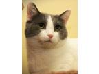 Adopt Ryla a White Domestic Shorthair / Domestic Shorthair / Mixed cat in
