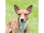 Adopt Abraham a Tan/Yellow/Fawn - with White Mixed Breed (Medium) / Mixed dog in