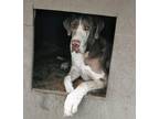 Adopt SAMPSON a Great Dane / Mixed dog in Pembroke, GA (34057268)