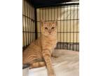 Adopt Rudy a Orange or Red Tabby Domestic Shorthair (short coat) cat in