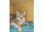 Adopt Margo 022623 a Gray or Blue Domestic Shorthair / Domestic Shorthair /