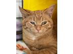 Adopt Paul a Domestic Shorthair / Mixed (short coat) cat in Hartford City