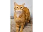 Adopt Sammy Smiles a Domestic Shorthair / Mixed (short coat) cat in Ft.
