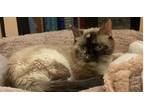 Adopt Twiggy 9835 a Siamese / Mixed cat in Dallas, TX (36639893)