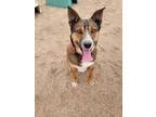 Adopt Peabody a Brown/Chocolate - with Black Collie / Shepherd (Unknown Type)