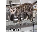Adopt SASHA a Domestic Shorthair (short coat) cat in Calimesa, CA (37321390)