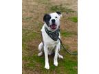 Adopt Cracker a Boxer dog in Maryville, TN (37265473)