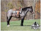 Blue Roan, Family Safe, Ranch-Trail Horse, Confidence Builder!