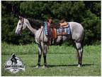 16H, Dapple Grey, Ranch-Trail Horse Deluxe, Well Broke!