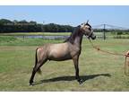  [url removed] 2022 BUCKSKIN GELDING