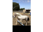 appaloosa pony mare