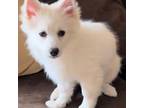 American Eskimo Dog (Toy) Puppy for sale in Woodland Hills, CA, USA