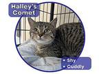 Halley's Comet Domestic Shorthair Kitten Female