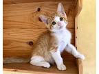 Tiny Domestic Shorthair Kitten Male