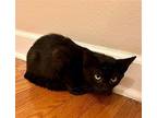 Bennet Domestic Shorthair Kitten Male