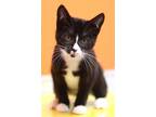 Calista Domestic Shorthair Kitten Female