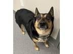 Dixie Australian Cattle Dog Adult Female