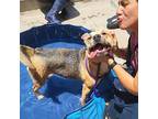 Sprite Border Terrier Adult Female