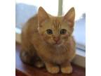 Pumpkin Domestic Shorthair Kitten Female