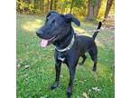 Shadow Labrador Retriever Young Male