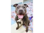 Roxy American Pit Bull Terrier Adult Female